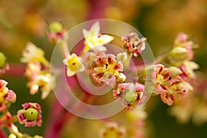 Mango flower brunch are blossoming on summe