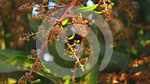 Mango flower close uo view