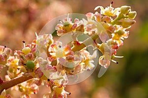 Mango flower closeup at organc orchad and farm