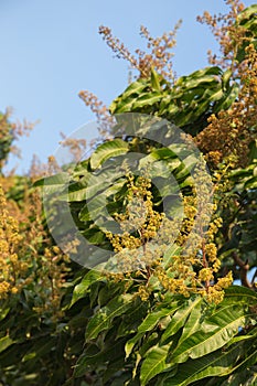 Mango flower with green leaves