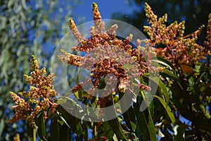 Mango Flower and leaves