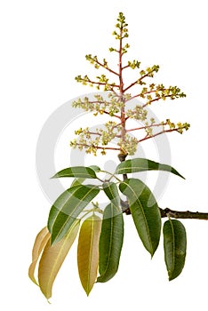Mango flower with leaves, isolated on white