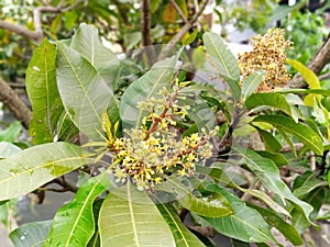 mango flower surrounded by green leaves of mango tree