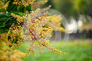 Mango flowering in organic orchard