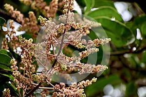 Mango flowers