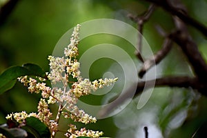 Mango flowers