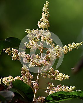 Mango flowers