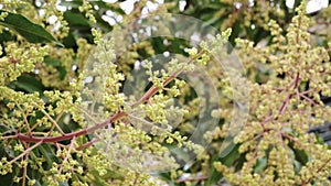 Mango Flowers Blossom. Shallow Depth of Field.