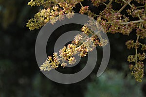 Mango flowers