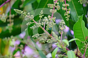 Mango flowers full blooming in garden