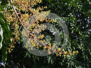 Mango flowers