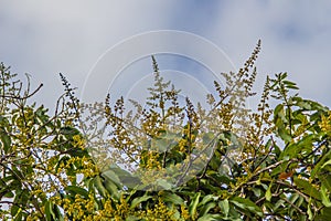 Mango flowers on the tree with blue sky and white cloud