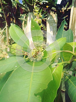 Mango flowers in this tree , India