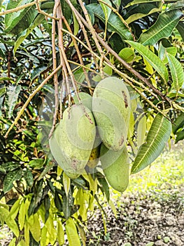 Mango fruit clone name honey dew still unripe sweet taste