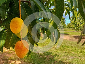 Mango fruit close-up on a branch