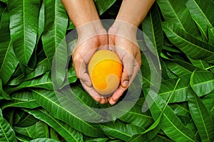 Mango and slice cut on green leaf backgroundMango fruit on cupped hand of farmer with green leaf background