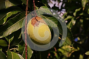 Mango fruit damage from thrip