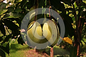 Mango fruit damage from thrip