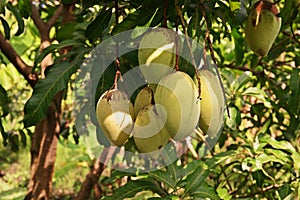 Mango fruit damage from thrip