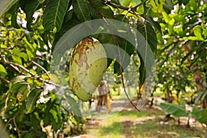Mango fruit damage from thrip