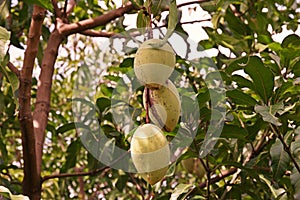 Mango fruit damage from thrip