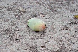 Mango fruit on ground