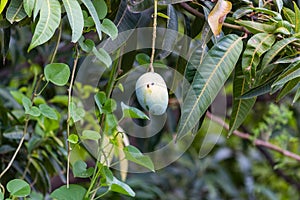 A mango fruit hanging on the branch of a tree