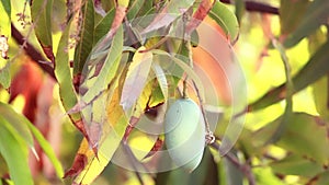 Mango Fruit Hanging From Tree In gujarat india,fresh mangoes hold on the tree,small Kesar mango keri fruit hanging on tree in