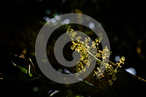 Mango fruit inflorescence with sunlight on it.
