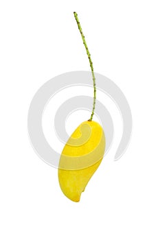 Mango fruit isolated white background