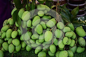 Mango fruit MANGIFERA INDICA