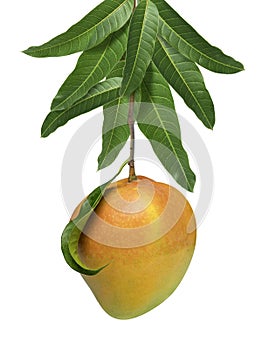 Mango fruit on a mango bunch isolated on white background, R2E2 Mango fruit with leaves, with Clipping path.