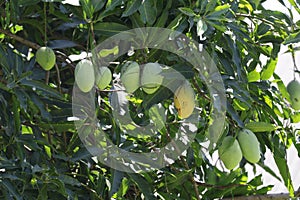 Mango fruit on the mango tree in the backyard Green mango on the tree,