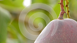 Mango fruit and peduncle hanging at branch of tree, close up