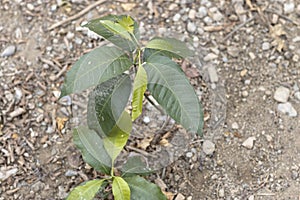 Mango fruit plant growing in fields photo