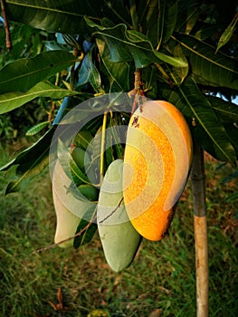 Mango, fruit, Thailand