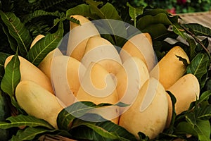 Mango fruit , thailand