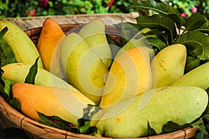 Mango fruit , thailand