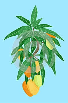 Mango fruit tree branch with foetus and leaves on blue background. Hand drawn orange and green illustration