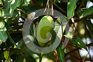 Mango Fruit Tree