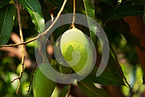 Mango Fruit Tree