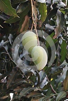 Mango fruit on tree on green leaf background