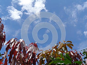 Mango fruit tree leaves on the background of blue sky and white clouds