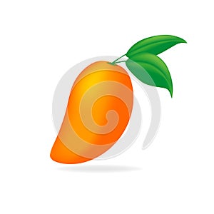 Mango fruit vector isolated on white