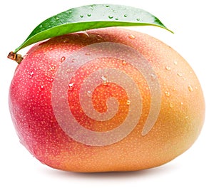 Mango fruit with water drops. Isolated on a white.