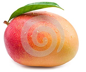 Mango fruit with water drops. Isolated on a white background