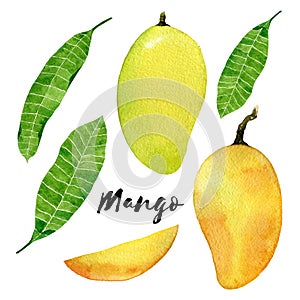 Mango fruit watercolor illustration. Yellow mango with leaves and slice isolated on white background