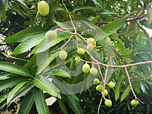 Mango fruits growing on a green tree