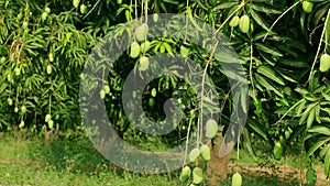 Mango fruits hanging on mango tree,mangoes on the tree,Fresh mango fruit,agricultural concept,agricultural industry concept