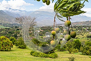 Mango fruits on a mango tree overlooking settlement in Valley, Ecuador. photo